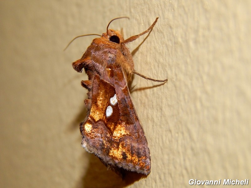 2 Noctuidae Plusiinae